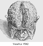Illustration: brain hemispheres