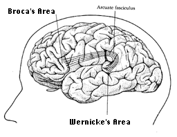 Illustration: Language areas of the
brain