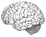 brain icon